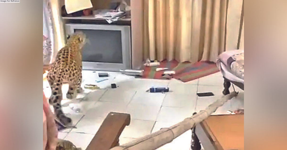 Leopard enters Jaipur’s heritage hotel, rescued
